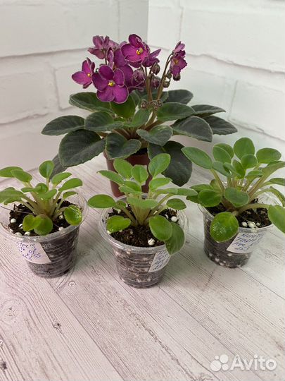 Фиалка мини Hanter's Taste of her Kiss