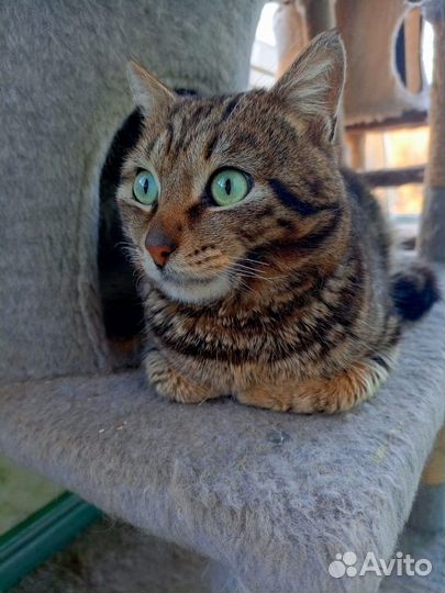 Кот красавец зеленоглазый