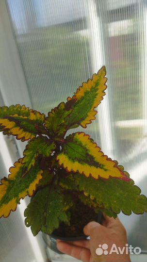 Колеусы вегетативные