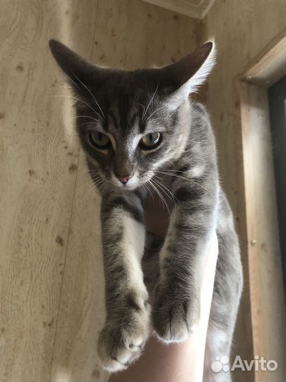 Котенок 7 месяцев девочка