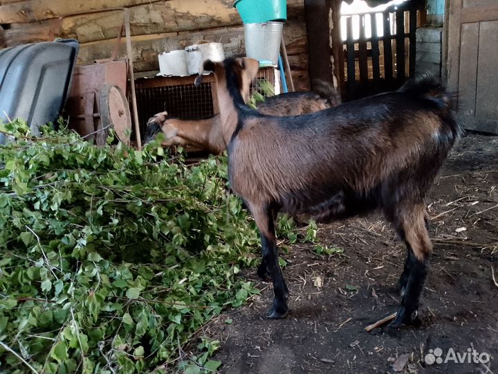 Нубийские козы и альпийские козлы