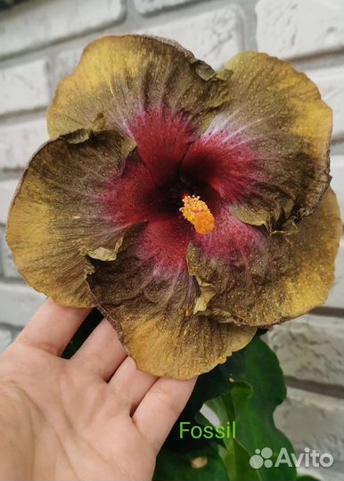 Взрослые кусты гибискусов