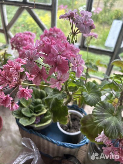 Продам цветы комнатные