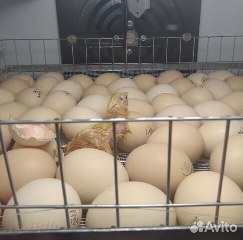 Инкубатор на 600 яиц объявление продам