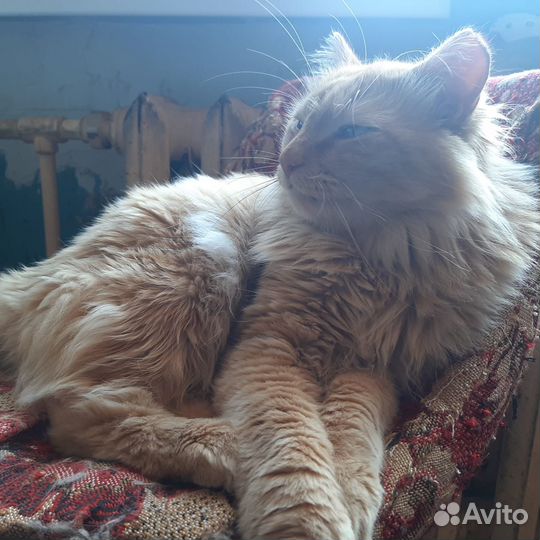 Рыжик ищет ответственных хозяев