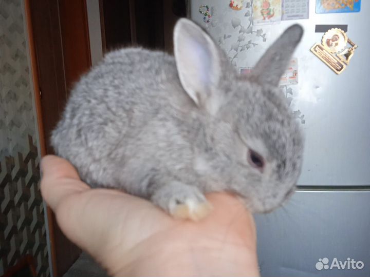 Декоративные кролики