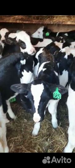 Бычки телята