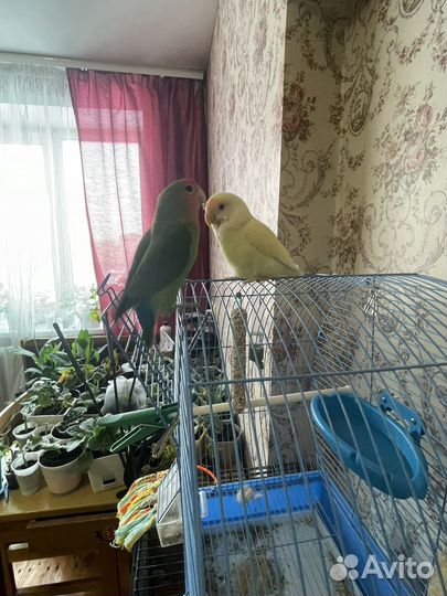 Попугай неразлучники