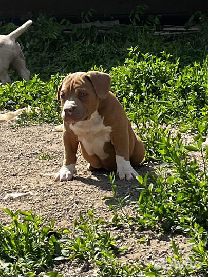 Американский булли покет щенки