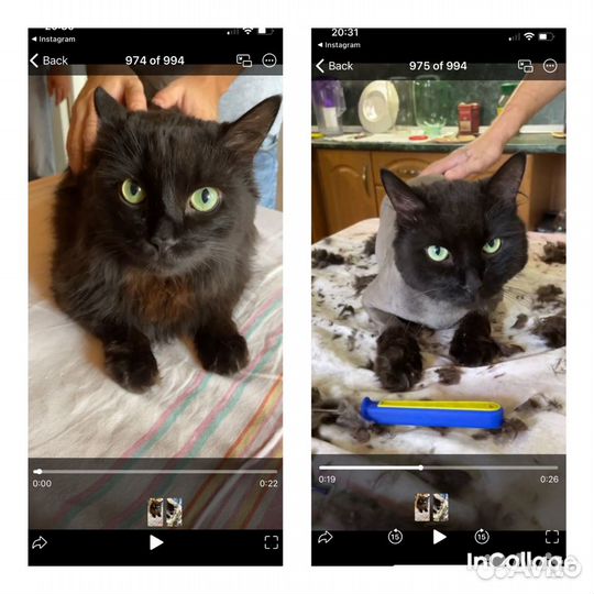 Стрижка собак и кошек, грумер, обучение грумингу