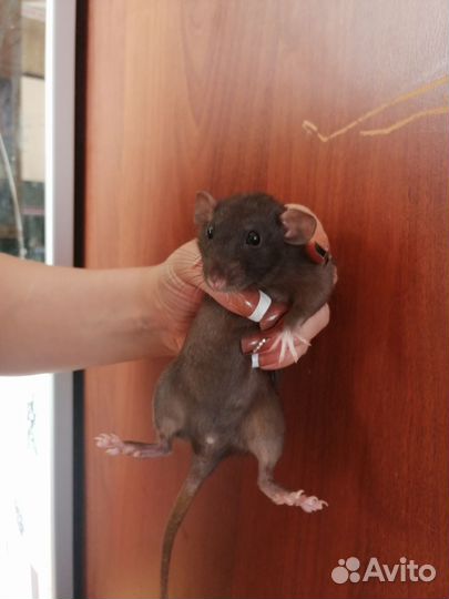 Крыса дамбо