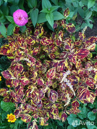 Черенки колеуса