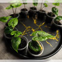 Алоказия Жаклин (Alocasia Jacklynn)