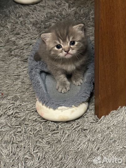 Пушистые друзья