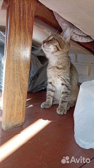 Котёнок