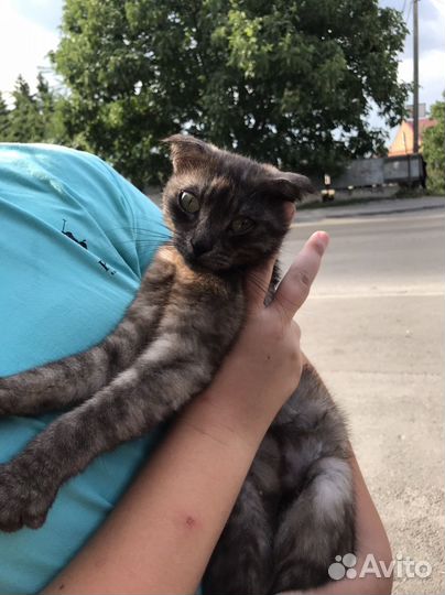 Кошка веслолухая разнацветная девочка