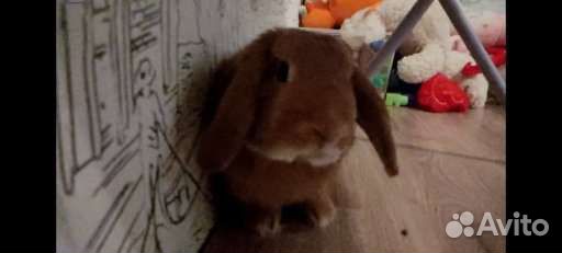 Передержка грызунов