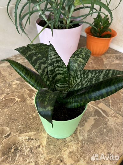 Сансевиерия