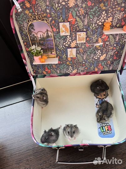 Джунгарский хомяк с доплатой и доставкой