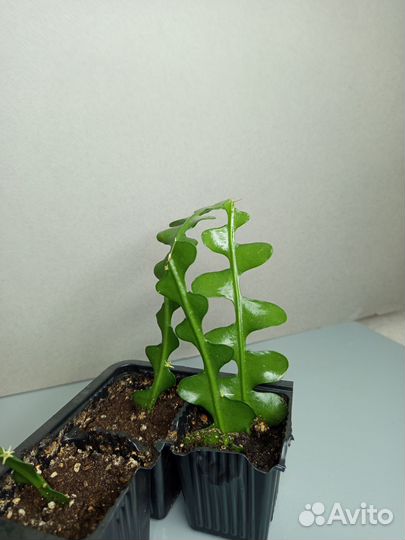 Epiphyllum anguliger Кактус рыбья кость