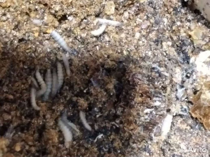 Пжвм восковая моль