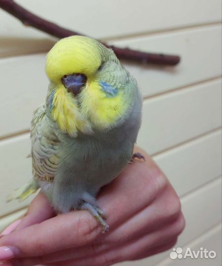 Ввп чех, выставочный волнистый попугай птенцы