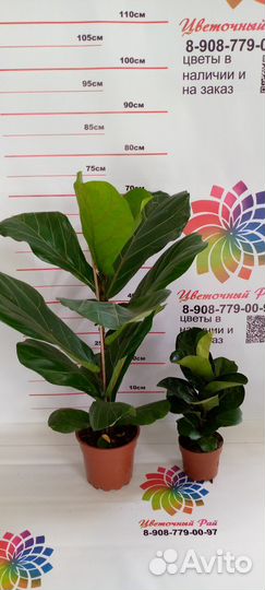 Камелия, фикусы, стрелиция, нолина и др