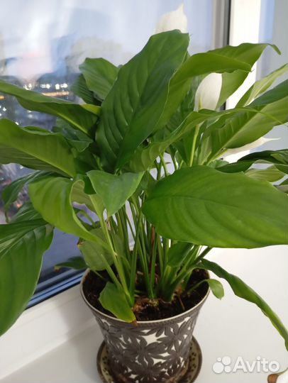 Спатифиллум