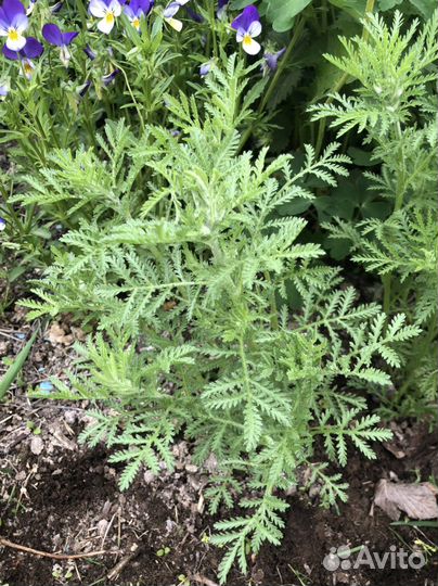 Ромашки, многолетники для сада дачи