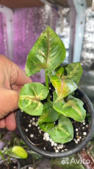 Домашние и уличные растения