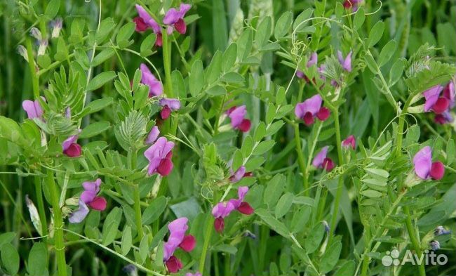 Семена Вики яровой