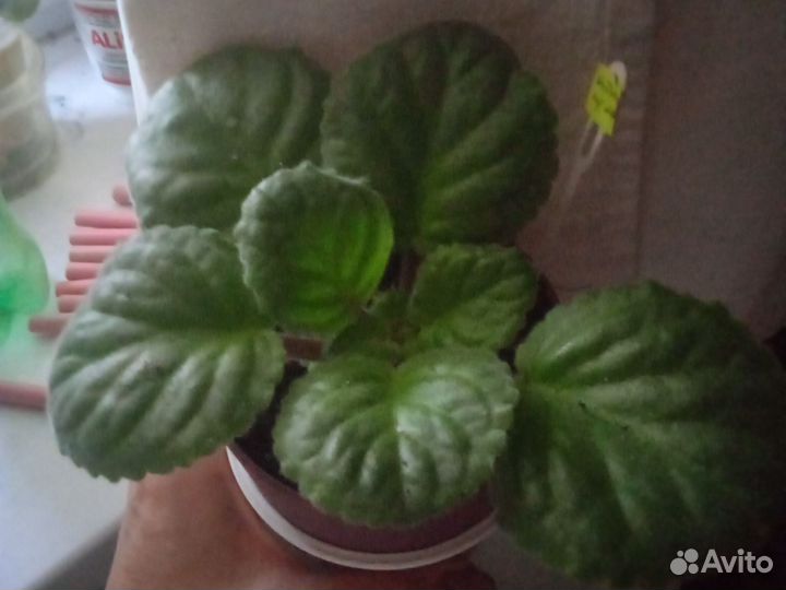 Фиалки,уже цвели