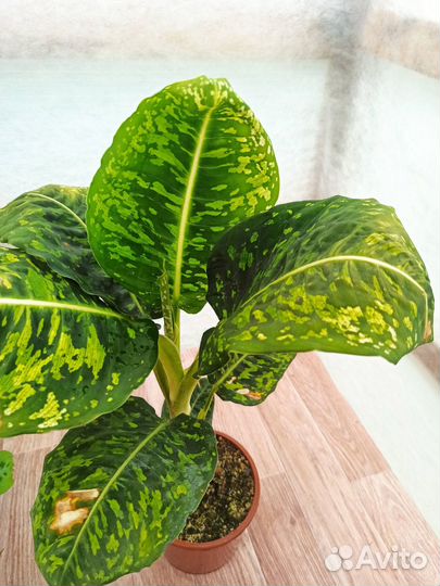 Диффенбахия Рефлектор