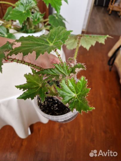 Бегония декоративно лиственная