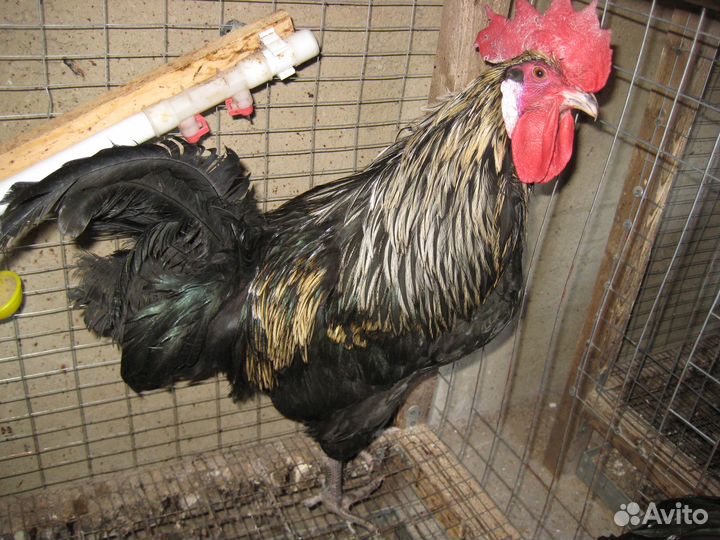 Петухи молодые голошейные, кучинск и мих бресс гал