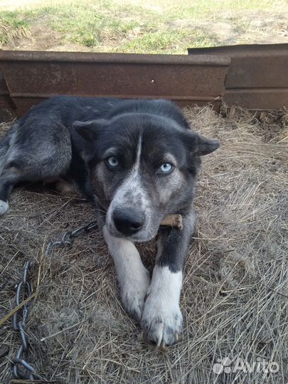 Отдам в добрые руки