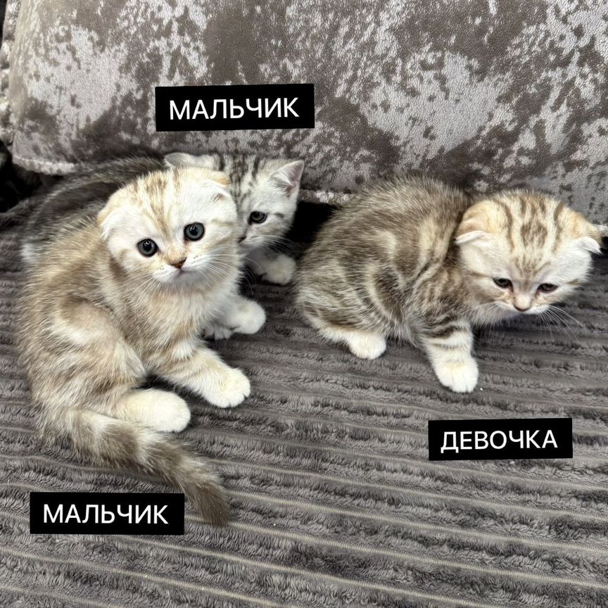 Шотландские котята