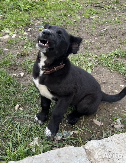 Собака щенок