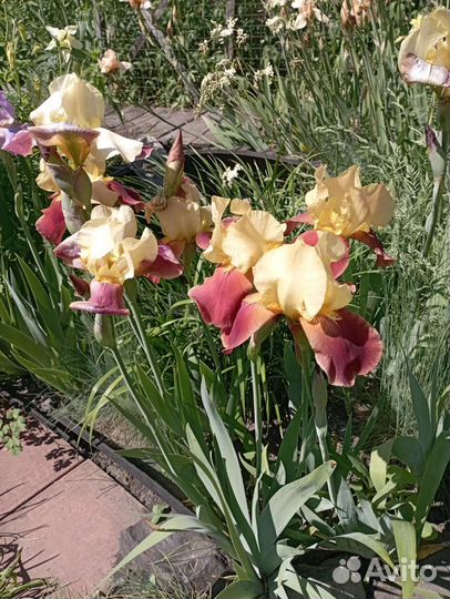 Ирисы