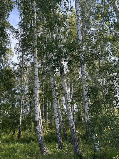 Участок 15 сот. (ИЖС)