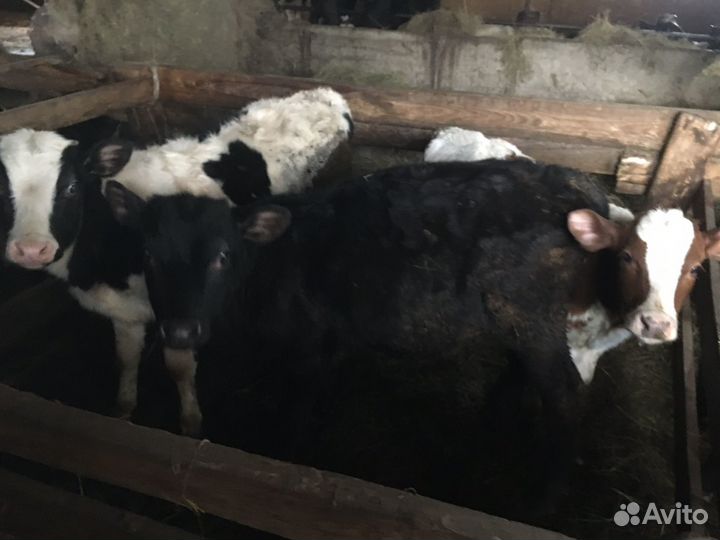 Продаются телята