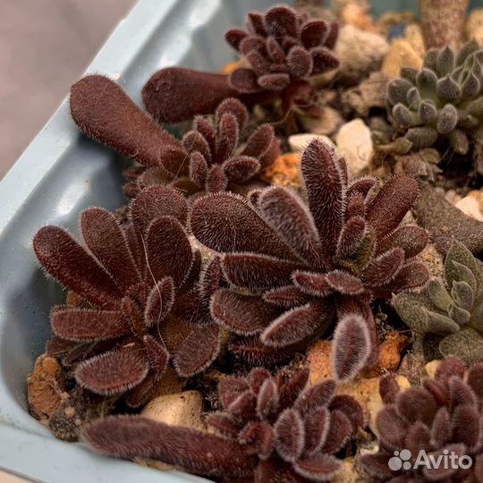 Крассула суккулент, крассула пубесценс