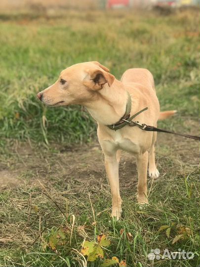 Собака-молодой кобель