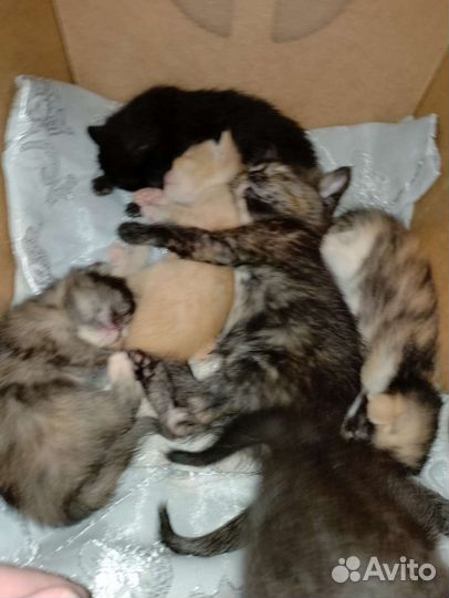 Милые котята