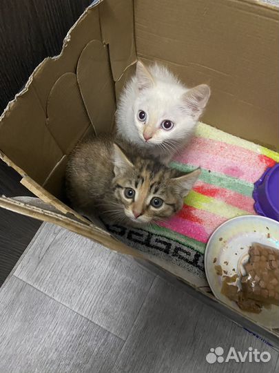 Котята в добрые руки