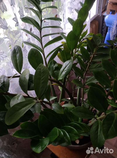 Замиокулькас