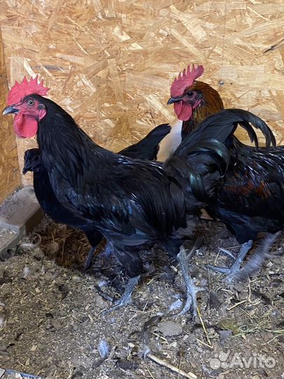 Молодые петушки