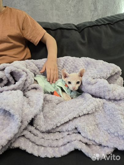 Котята сфинкс эльф