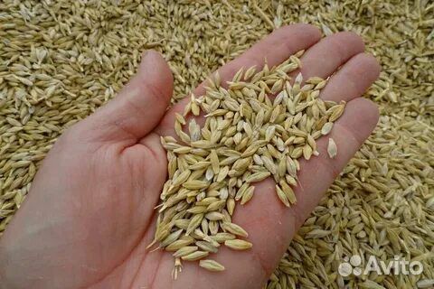 Овес ячмень пшеница