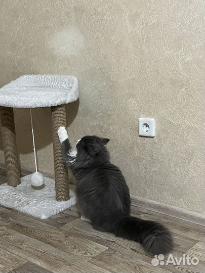 Кот в добрые руки